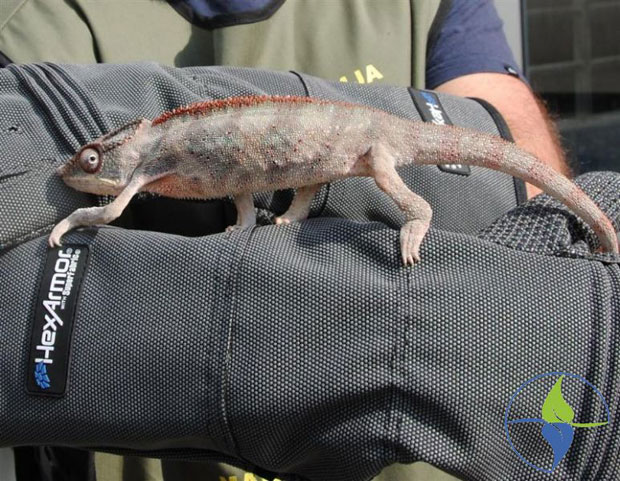 СПРЕЧЕН ШВЕРЦ: За ћерку хтео камелеона од 500 евра