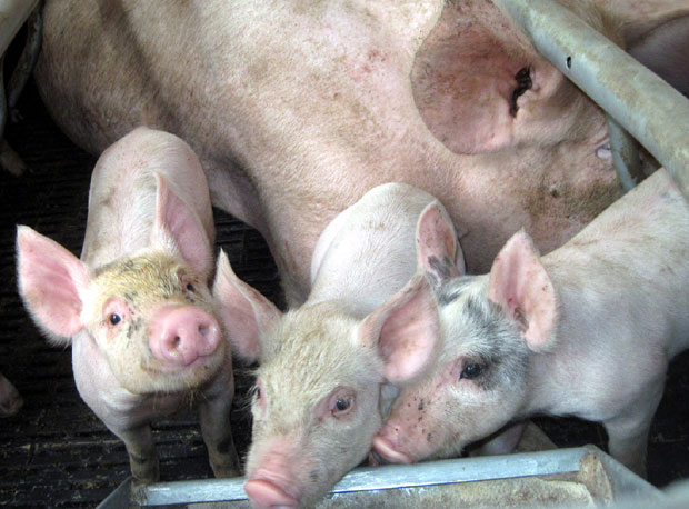 ВАКЦИНА ОБАВЕЗНА: У Румунији жариште афричке куге свиња