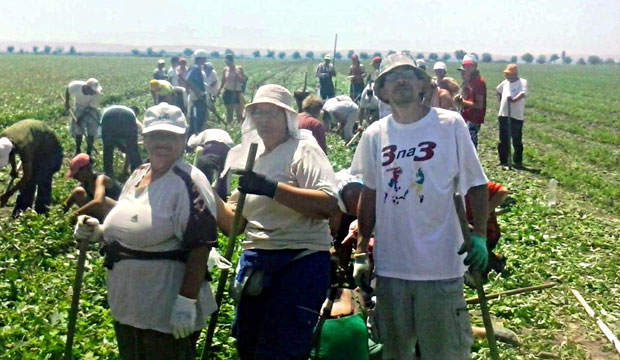 СЕЗОНЦИ РАДЕ ПРЕКО АГЕНЦИЈА: У бразду с пријавом и осигурањем