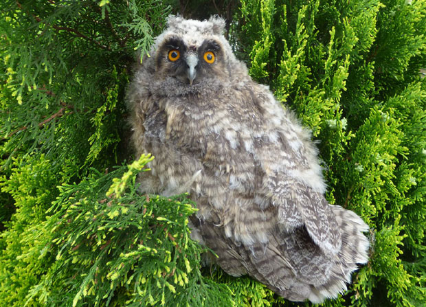 Мале сове испадају из гнезда