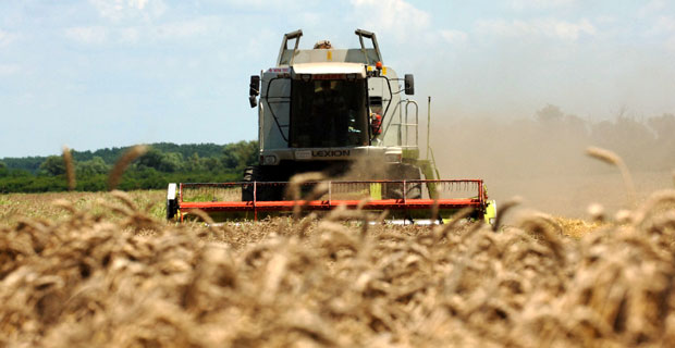 УПРКОС НЕПОГОДАМА: Имаћемо пшенице и за извоз