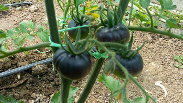 Црни парадајз успева у Баричу