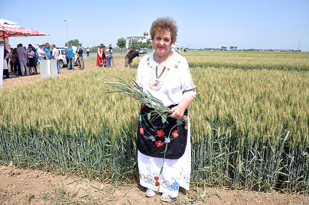 Род жита добар, цена неизвесна
