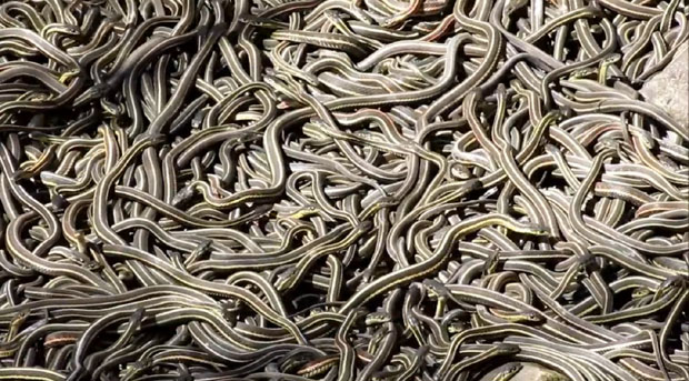 ЈЕЗИВО: У граду се пари 70.000 змија (ВИДЕО)