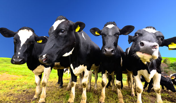 СНИМАК ВЕТЕРИНАРА ЗГРОЗИО ЈАВНОСТ: Буше рупе на живим кравама па им роваре рукама по желуцу (ВИДЕО) 