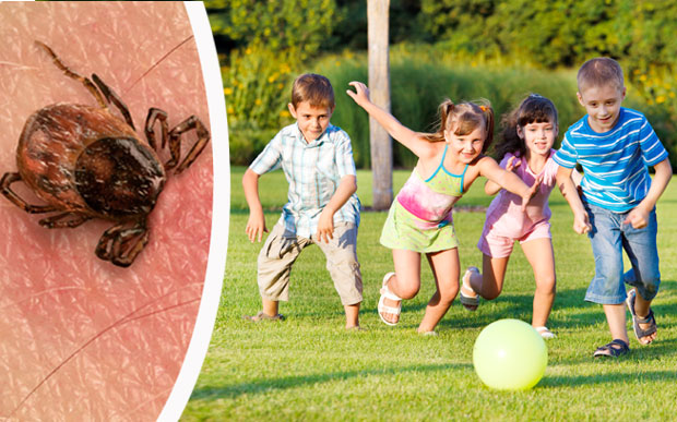 Сваки четврти крпељ носи лајмску болест!