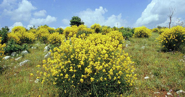 Жука сувенир Бара