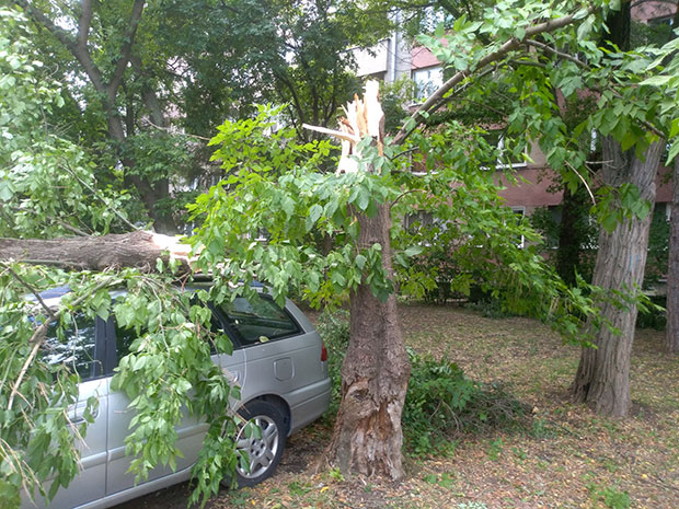 НЕВРЕМЕ У ПОЖАРЕВЦУ: Олуја обарала дрвеће, „цркавали“ кућни апарати  