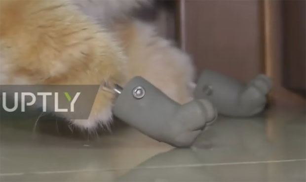 ПРВИ ПУТ У ИСТОРИЈИ: Мачка проходала на четири титанијумске шапе (ВИДЕО)