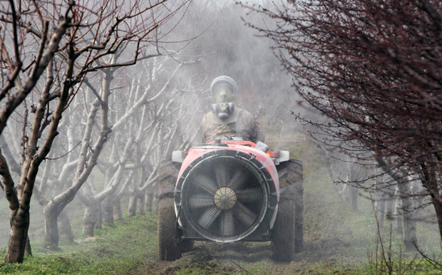 УГИНУЋЕ ВИШЕ ОД 80 МИЛИОНА ПЧЕЛА У КИКИНДИ: Прскали биље, истребили пчеле