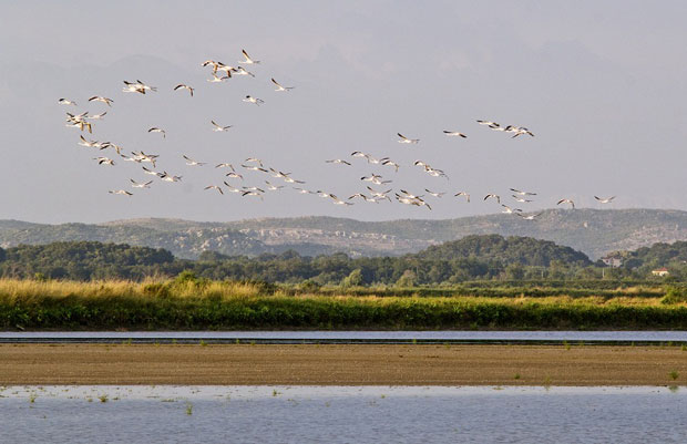 УЛЦИЊСКА СОЛАНА ПАРК ПРИРОДЕ: Биће опет соли и места за птице