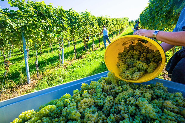 „Плантаже“: Мањак радника, брескве беру сезонци из Србије и БиХ