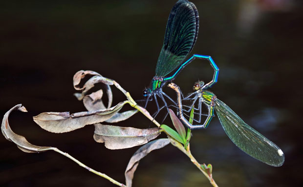МАГИЈА БЕЛЕ ЦРКВЕ: Рекорд по броју вилиних коњица