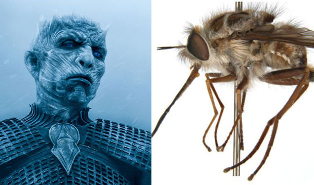 Новооткривена врста муве добила име по негативцу из Игре престола