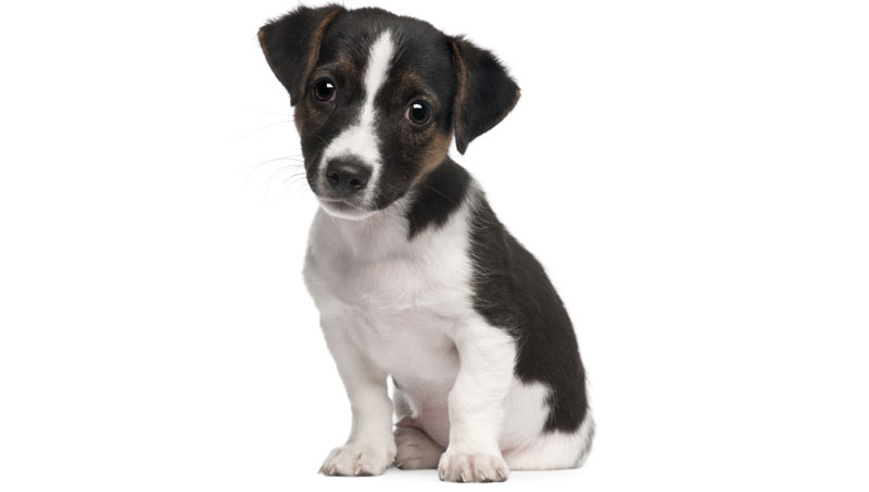 ПОМУЋЕЊЕ УМА? Радник градске чистоће бацио штене са моста (ВИДЕО)