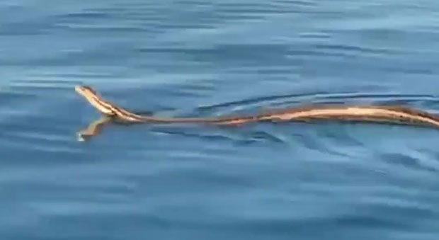 ПОГЛЕДАЈТЕ: Снимљена најдужа европска змија како се пење на брод (ВИДЕО)