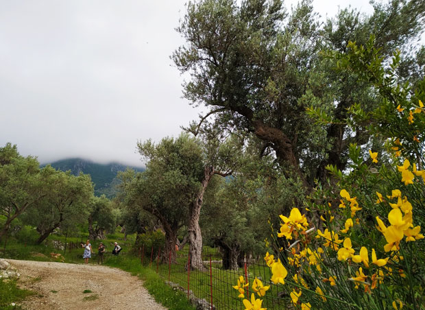 Маслину из Бара штите од муве