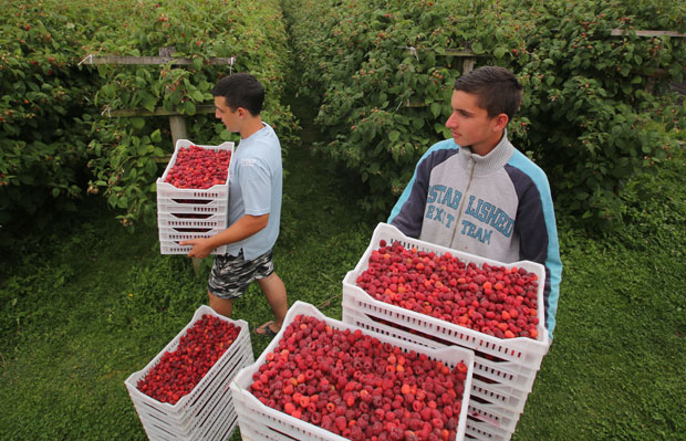 Мађари праве фабрику у Ариљу