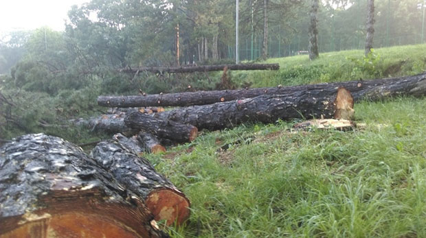 Саде 100 стабала у Kошутњаку