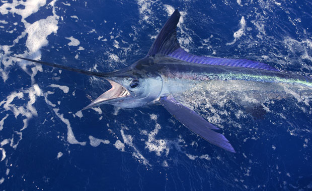 ПАНИКА ЗБОГ САБЉАРКЕ НА ЈАЗУ: Купачи мислили да је ајкула