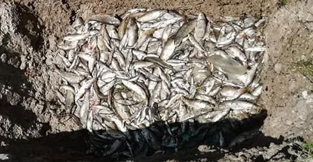 ИНЦИДЕНТ НА ЋЕХОТИНИ: Мреже траже оставку