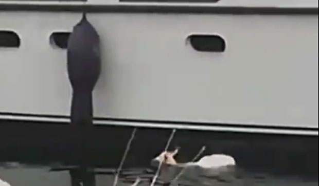 ХИТ НА ИНТЕРНЕТУ: Коза пливала поред јахте у Далмацији (ВИДЕО)