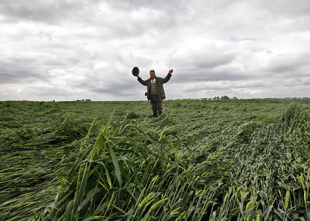 Лед нам сасекао кукуруз