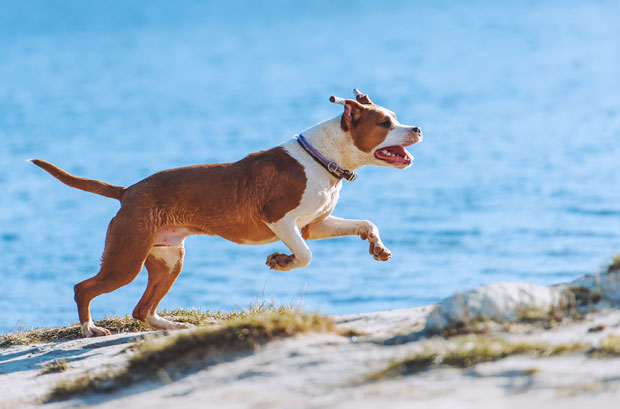 Стафорд угризао дечака док се купао, власник уопште није реаговао