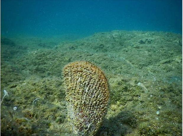 Покушао из Јадрана да изрони заштићену шкољку, па кажњен