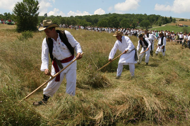 Косидба на Рајцу косачки Вимблдон