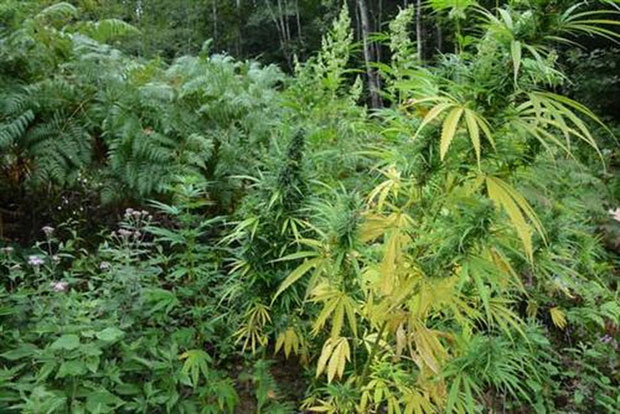 Конопља пронађена испред парламента у Вермонту