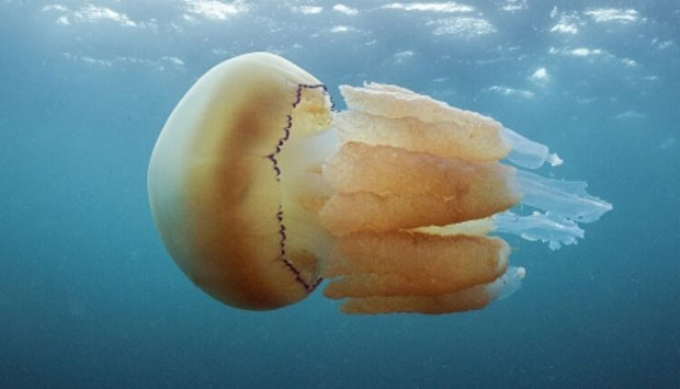 Медуза величине човека уочена у британским водама