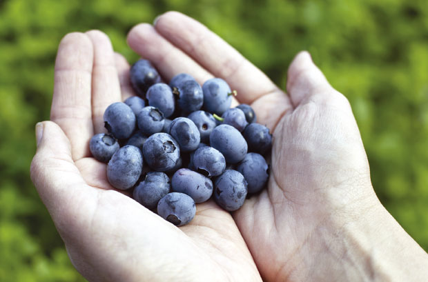 Једите боровнице и успорите старење 