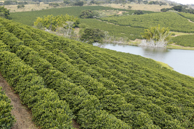 Кафа, чоколада, риба... постаће дефицитарни због климатских промена