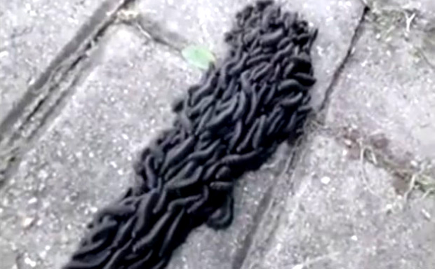 ПРИЗОР ИЗ ХОРОР ФИЛМА: “Чудовишни црни црв” мили по тротоару (ВИДЕО)