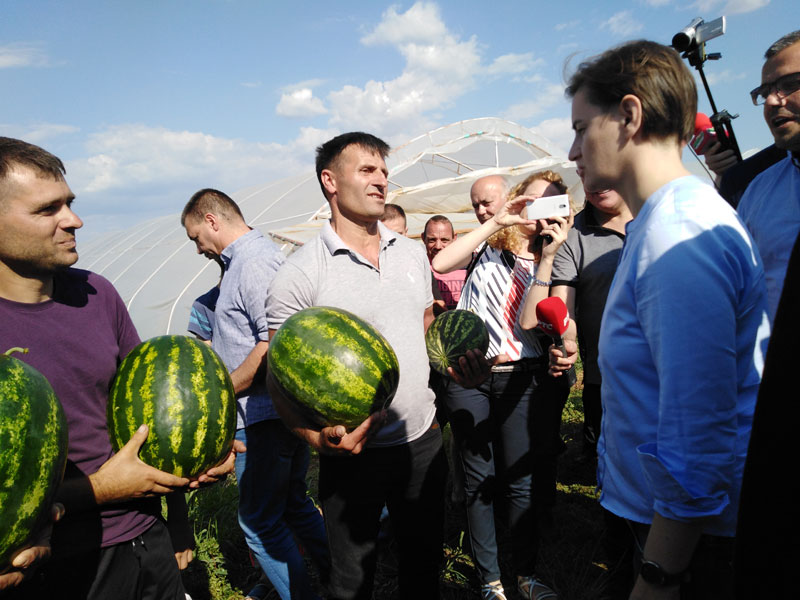 ШПИЈУНКА: Шљиве и бостан