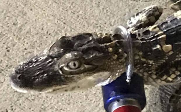 Питсбург: Младунче алигатора пронађено иза продавнице