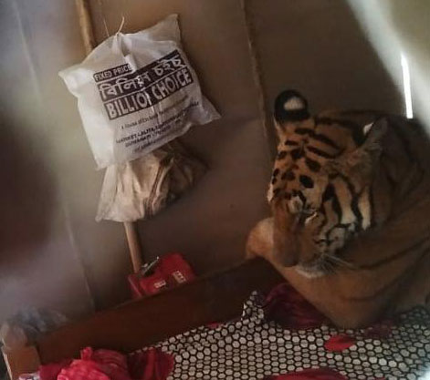 НЕОБИЧАН ГОСТ: Уморни тигар дремнуо у једној кући