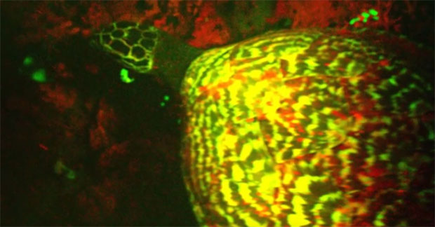 Откривенe корњаче које светле у разним бојама 