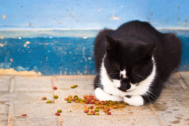Хрвати брутално претукли Словенку због хране за мачке?