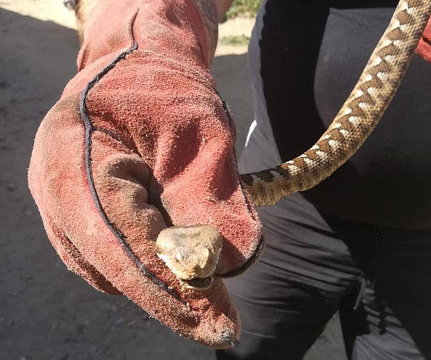 НАЈОПАСНИЈА ЗМИЈА У ЕВРОПИ НАЂЕНА У ВРАЊУ: Крила се у дворишту породичне куће