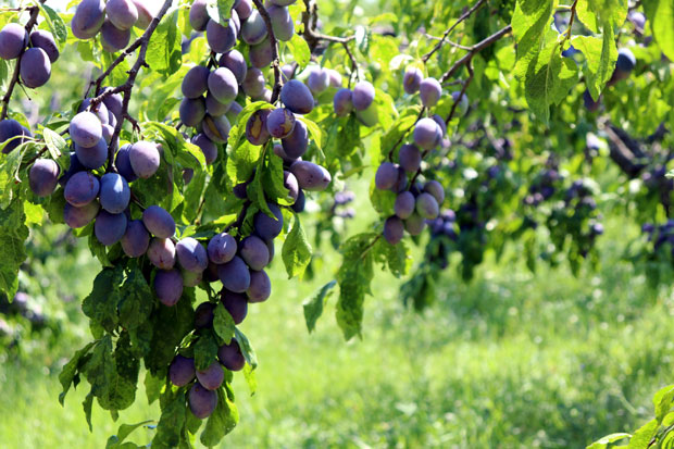 Род шљива ломи гране, воћари брину због цене