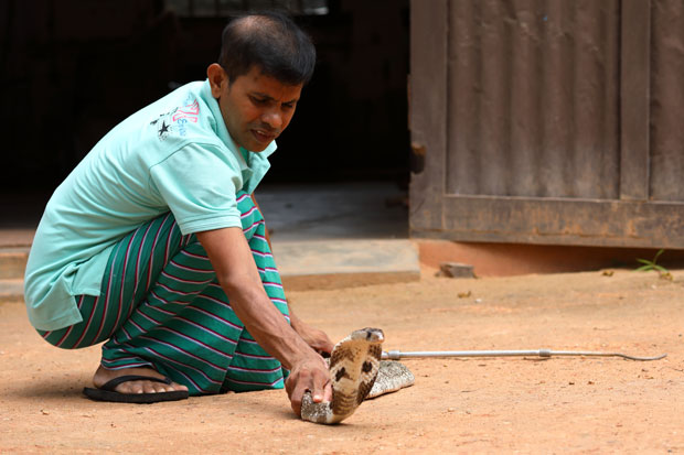 Узвратио ујед змији и убио је