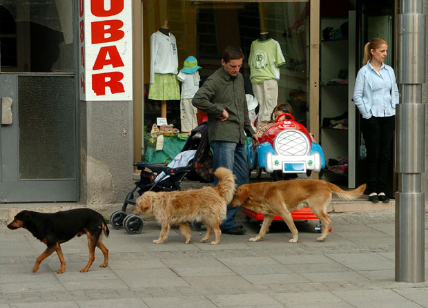 Има ли спаса од паса луталица?