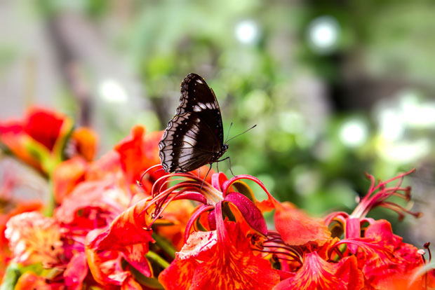 Цвеће које привлачи лептире 