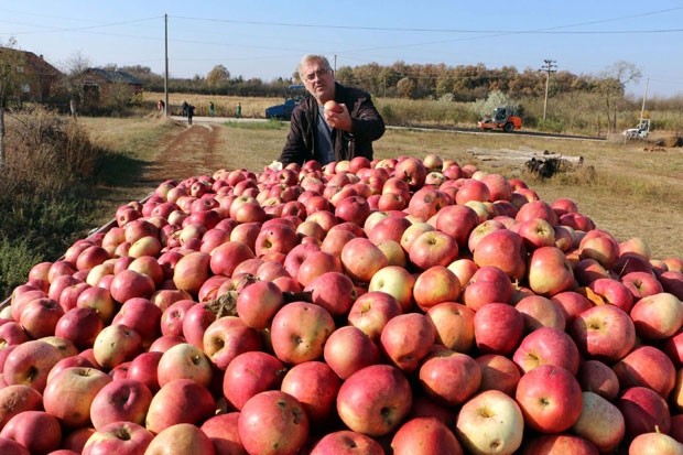 Србија од новембра извози јабуке на кинеско тржиште