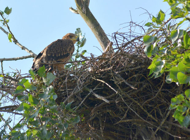 ПРИЗОР КОЈИ ДИРА ПРАВО У СРЦЕ: Младунци јединог пара орлова крсташа у Србији излетели из гнезда (ВИДЕО)