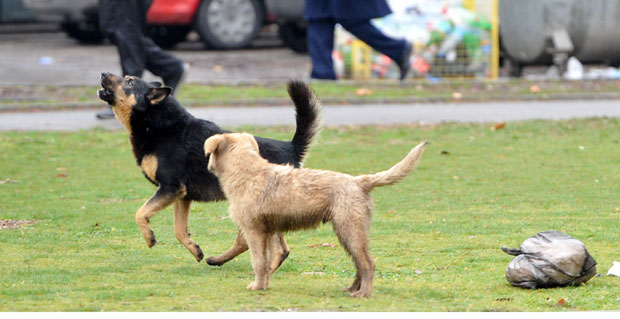 ИНЦИДЕНТ У ВАЉЕВУ: Пас луталица за образ угризао троипогодишњу девојчицу!