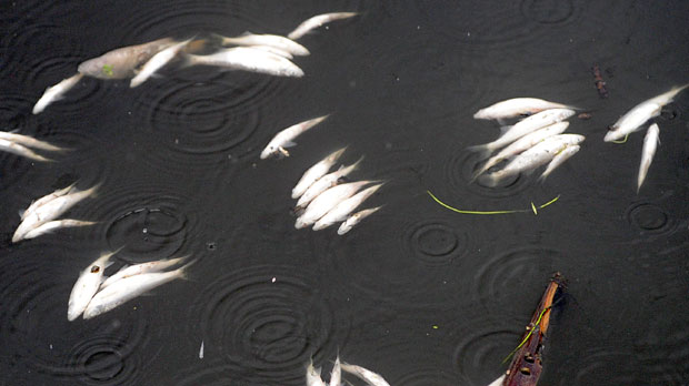 Помор рибе у Сави, одмах реаговала Агенција за заштиту животне средине, ево шта је узрок 