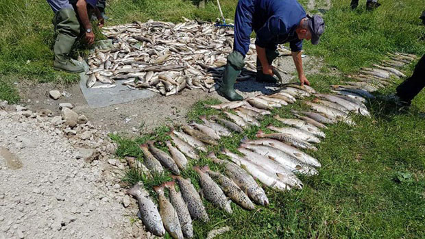 Због помора рибе Електропривреда да плати 354.650 евра